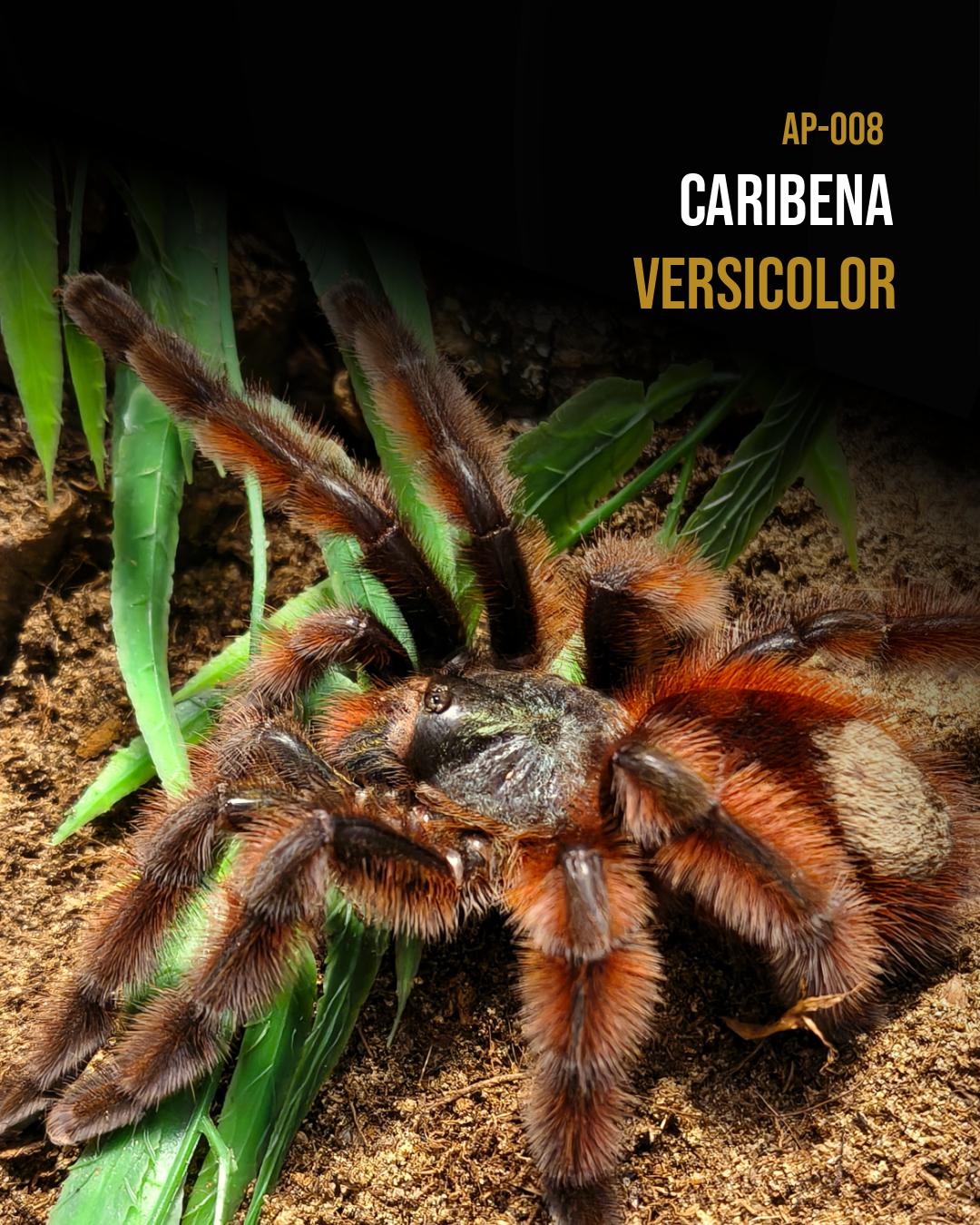 Caribena versicolor